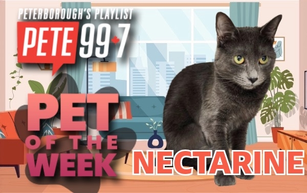 Pet of The Week  - Nectarine