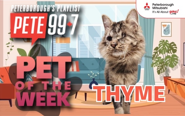Pet of The Week - Thyme 