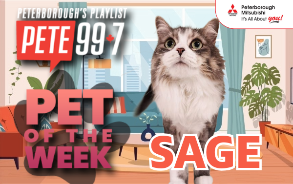 Pet of The Week - Sage 