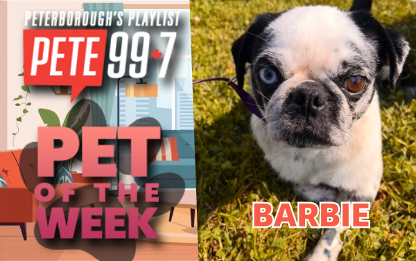 Pet of The Week - Barbie
