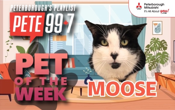 Pet of The Week - Moose 